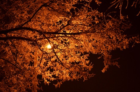 a tree in the snow and frost in the winter in the light of lanternsの写真素材