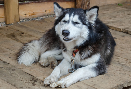 old husky is lying on the boards and nibbles a bone