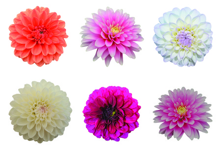 Dahlia Flowers 6 pieces of different colors isolate on white backgroundの写真素材