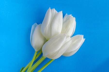 white tulips on a blue background close-upの写真素材