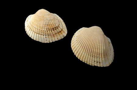 seashells, Mexican kups isolate on a black background