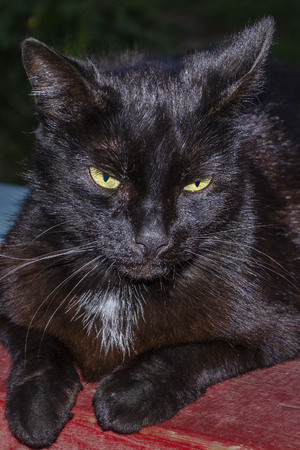 Black cat with green eyes lies. Close-upの写真素材