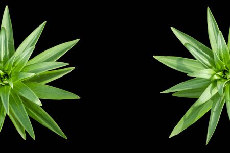 on a black background from two sides sprouts lily leaves