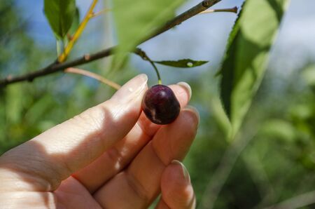 Picking cherries from a tree in summer in the garden. Cerasus