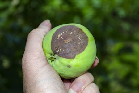 Rotten apple in the female hand on the background of the garden