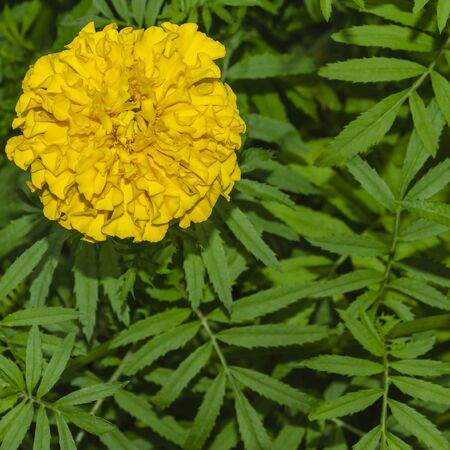 Yellow terry marigold in the corner of the frame on a background of green foliage. Tagetesの写真素材