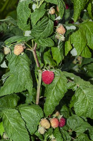 Ripe beautiful raspberries on a bush. Rubus idaeus