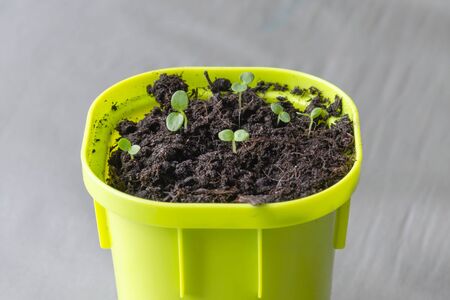 Young shoots of a seeded plant in a light green pot for germination.の写真素材