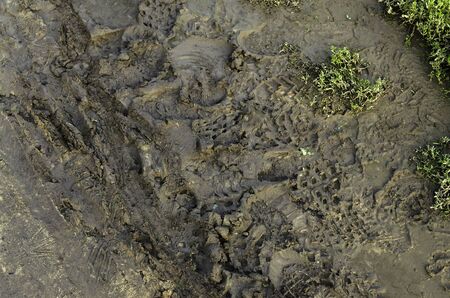 Shoe Print In The Mud