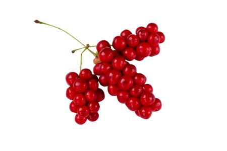 Schisandra Chinensis Medicinal Herb Plant Leaves and Fruit. Isolated on White Background. Also Magnolia-Vine, Chinese Magnolia-Vine, Schisandra, Magnolia Berry or Five-Flavor-Fruit.の写真素材