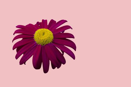 Pink daisy close-up. Isolate on a beige background.の写真素材