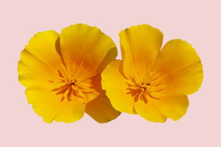 Two flowers of yellow-orange eschscholtia. Isolate on a pink background. Eschscholziaの写真素材