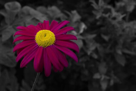 Beautiful pink dazy flower on a black and white background. A closeup of a beautiful flower on a black and white backgroundの写真素材