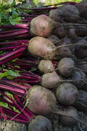 Harvest of red beets lies on cut foliage. Land, natural, season, health, round, farming,の写真素材