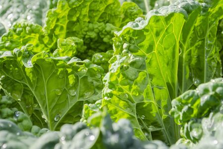 Savoy cabbage forks close-up. Natural background. Brassica oleracea var. sabauda