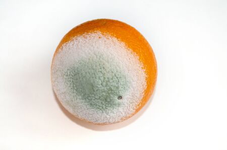 Orange orange with green and white mold on a white backgroundの写真素材