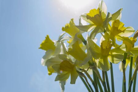 Bouquet of yellow and white spring daffodils in bright backlight. Narcissusの写真素材