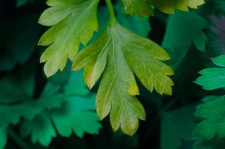 Yellowing parsley leaf close up on foliage background