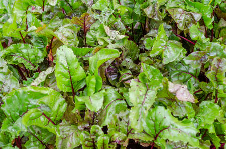 Beet green with burgundy leaves. Natural background.