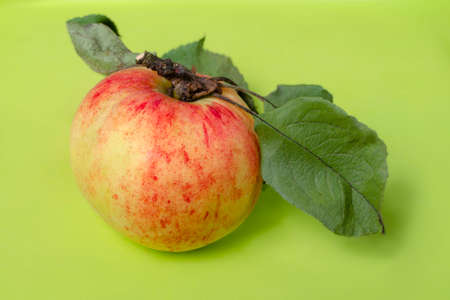 Red striped apple with a shank and leaves on a bright green backgroundの写真素材