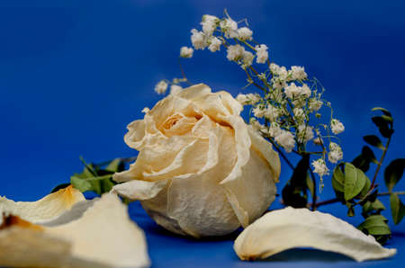 White dry roses and gypsophila on blue backgroundの写真素材
