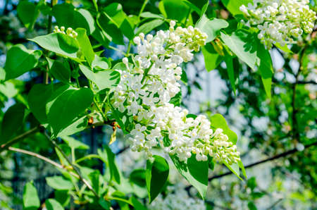 White lilac flowers on a bush on  spring sunny day