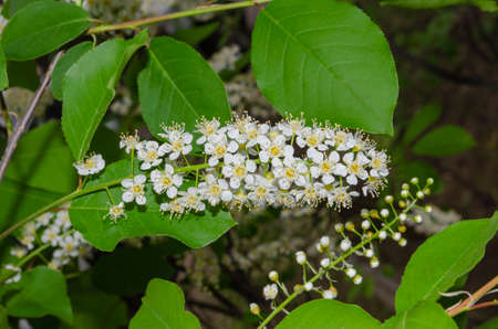 Branch of bird cherry with white flowers on a green background.の写真素材