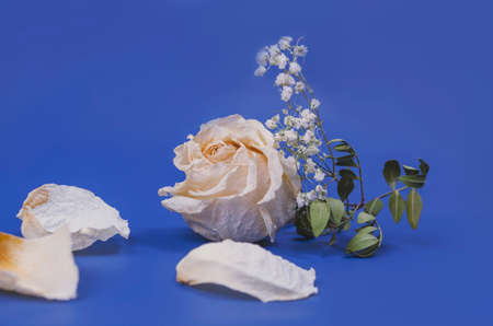 White dry roses and gypsophila on blue backgroundの写真素材