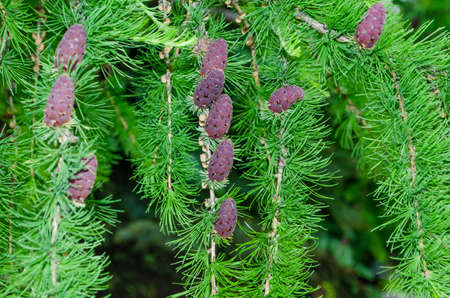 A lot of burgundy cones against the background of light green larch needles