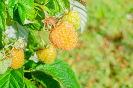 Yellow remontant raspberry berry growing on a bush on a sunny autumn dayの写真素材