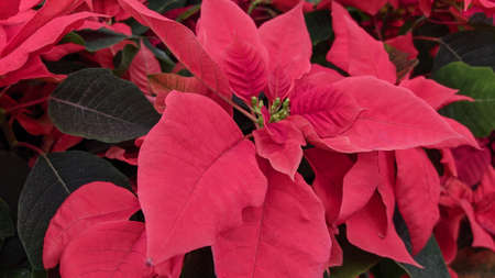 Christmas flower or poinsettia close up. Red leavesの写真素材