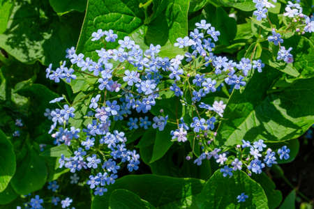 Blue flowers of Brunner forget-me-not on the background of green foliage in spring Brunneraの写真素材