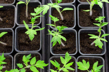 Growing tomato seedlings in reusable pots at home 2