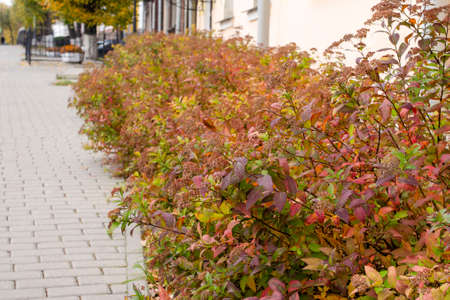 Autumn golden spirea bushes planted along a gray tile sidewalkの写真素材