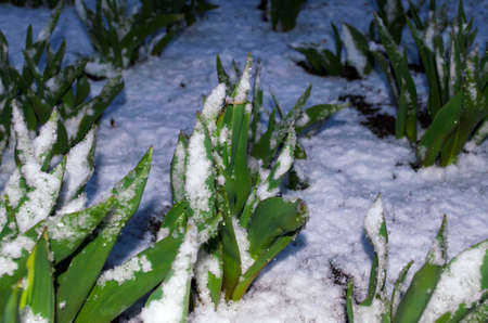 Young leaves green of tulips under the snow
