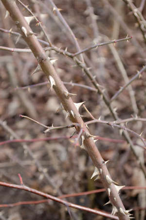 Spiky trunks of rose hips in spring with swelling buds