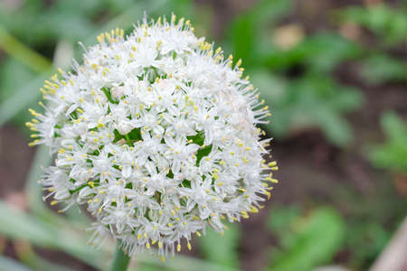 White round onion flower in the gardenの写真素材