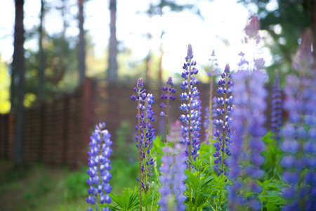 Lupinesの写真素材