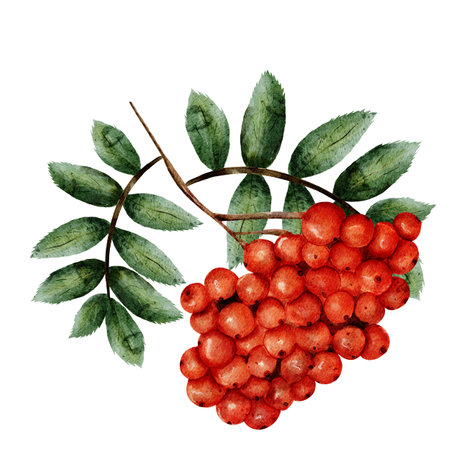 Rowan. Watercolor sprig and bunch of red rowan berries with green leaves on a white background isolated. Hand drawn in realistic style. For printing on fabrics, cards, invitations and various designsの写真素材
