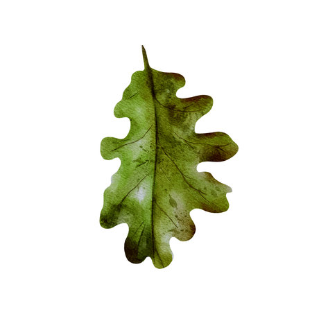 Autumn foliage. Oak tree leaf hand drawn in watercolor in realistic style. Isolated on a white background. Green leaf for print, decor, designの写真素材