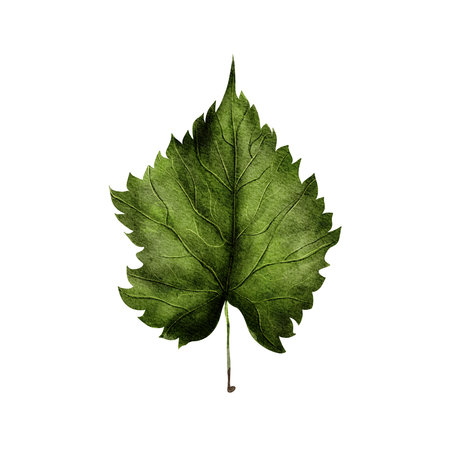 Autumn green linden leaf, isolated, white background, hand drawn with watercolor in realistic style. Illustration for invitations, cards, prints, textilesの写真素材