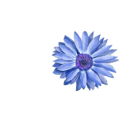 Chrysanthemum. Blue flower hand painted in watercolor. Isolated on a white background. No stem. Botany, chamomile. Greeting card, stationary wedding, home decorの写真素材