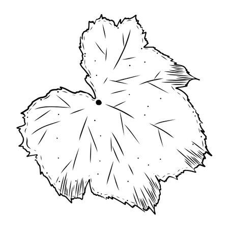 Vegetable leaf. Vector illustration. Hand-drawn graphics. Isolated on a white background. Botanical illustration for print, designのイラスト素材