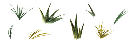 Set of watercolor varied green lush grass. Bunches of fresh plants close-up isolated on a white background. Collection of meadow herbs, field, juicy and fresh. For design, cards, postcardsの写真素材