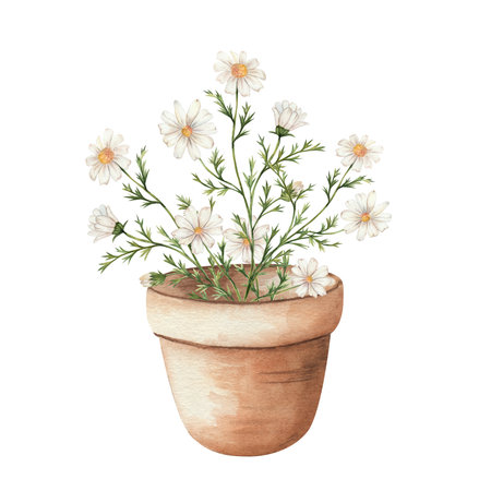 Chamomile in a clay pot. Homemade flower with white petals and yellow center, bouquet. Hand painted in watercolor, isolated on white background. For decor, garden, vegetable garden.の写真素材