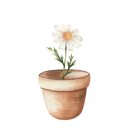 Chamomile in terracotta pot. Watercolor illustration of single white flower. White flower with yellow center and green leaves on white background. For invitations, prints, weddings.の写真素材