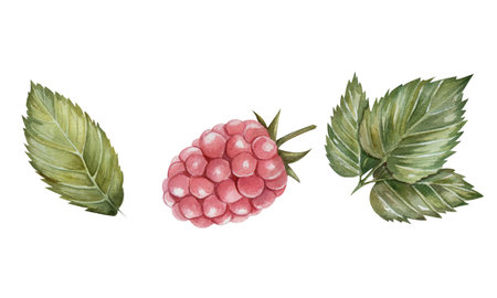 Close-up set of raspberry and green leaves. Watercolor botanical illustration, isolated on white...