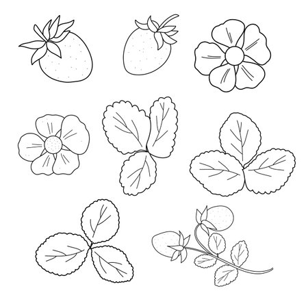 Vector set with strawberries, leaves, flowers, and twigs. Black and white line art on a white background. Perfect for design, coloring book, packaging, and printsのイラスト素材