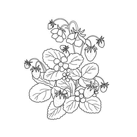 Black and white vector illustration of strawberry plant with ripe berries, leaves, and blossoms. Line art botanical drawing on white backgroundのイラスト素材