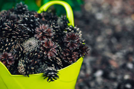 Pine cones lies in yellow basket. Front viewの写真素材